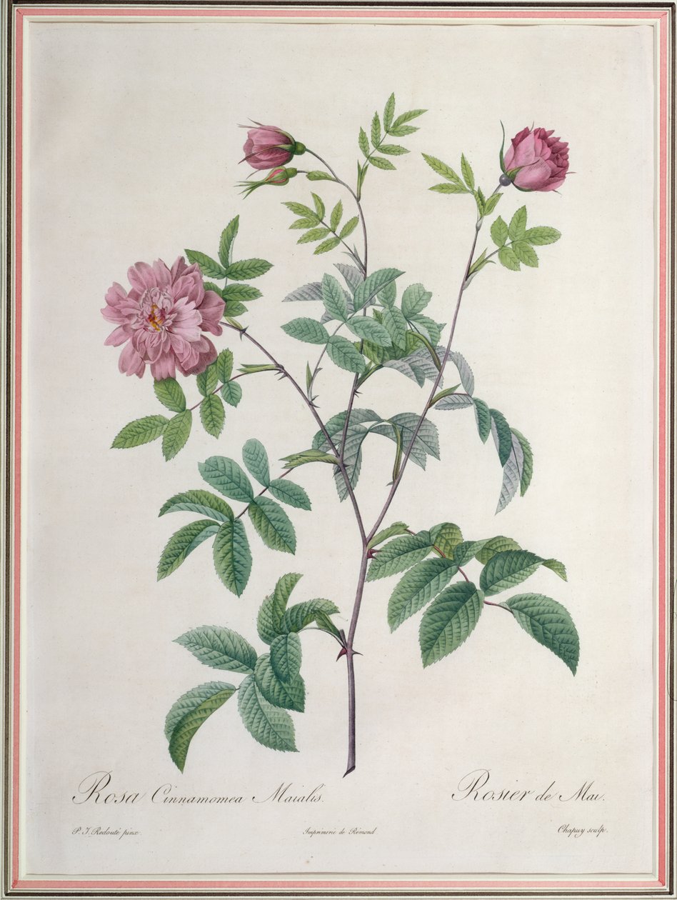 Rosa Cinnamomea Maialis, gravert av Chapuy, utgitt av Remond av Pierre Joseph Redouté