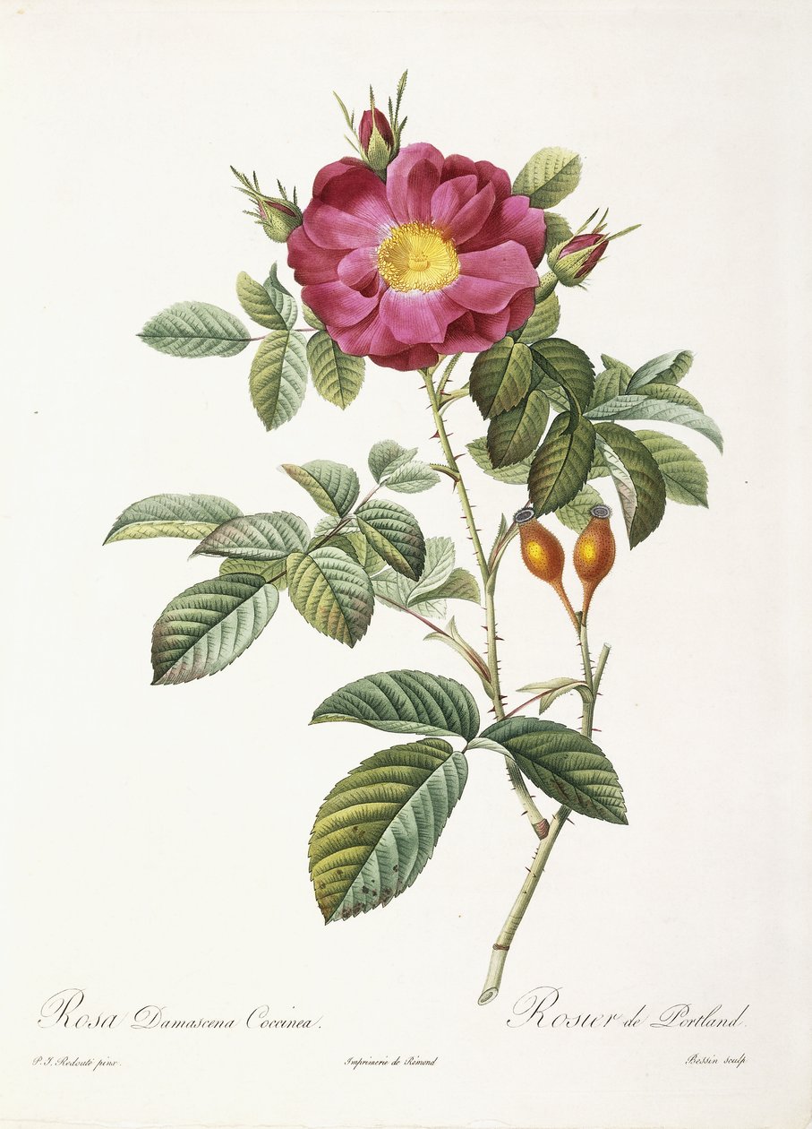 Rosa Damascena Coccina av Pierre Joseph Redouté