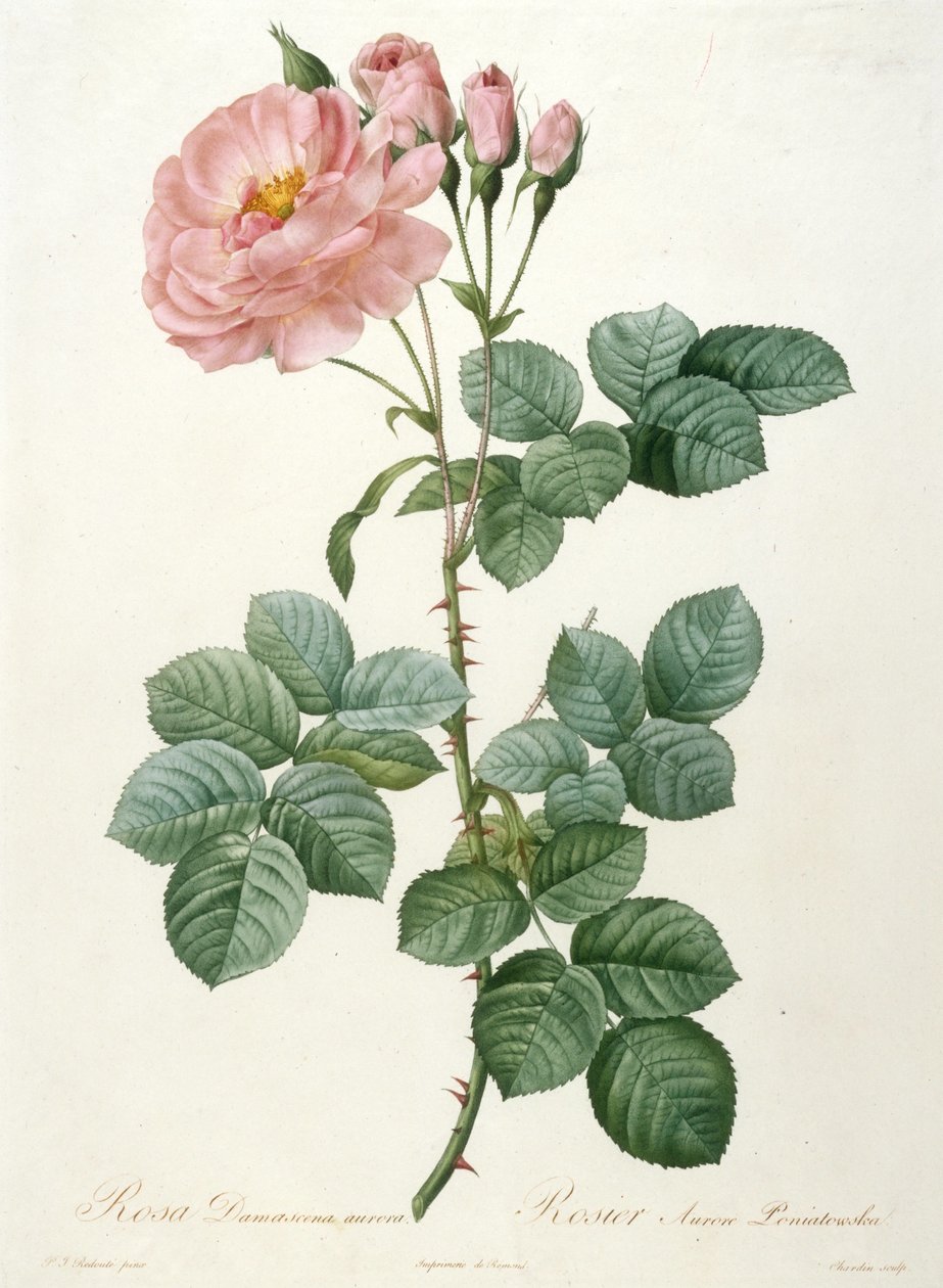 Rosa Damascena aurora, Rosier Aurore Poniatowska Fra La Couronne de roses, 1817-1824. av Pierre Joseph Redouté
