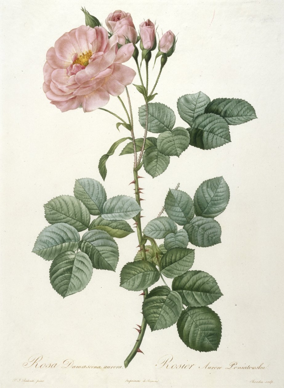 Rosa Damascena aurora, Rosier Aurore Poniatowska, fra La Couronne Des Roses, 1817-1824 (håndfarget stiplegravering) av Pierre Joseph Redouté