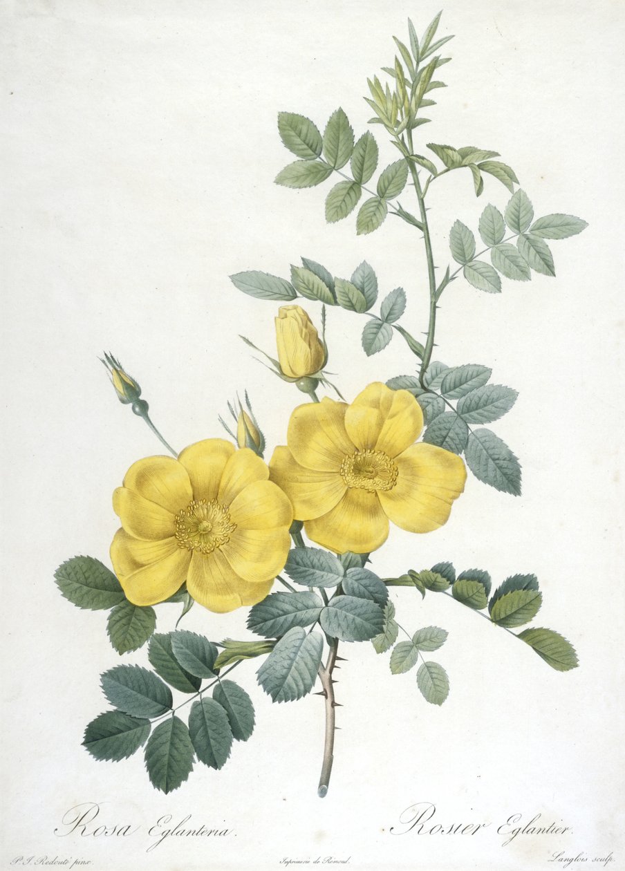 Rosa Eglanteria, Rosier Eglantier, fra Les Roses, 1817-24 (håndfarget stiplegravering) av Pierre Joseph Redouté