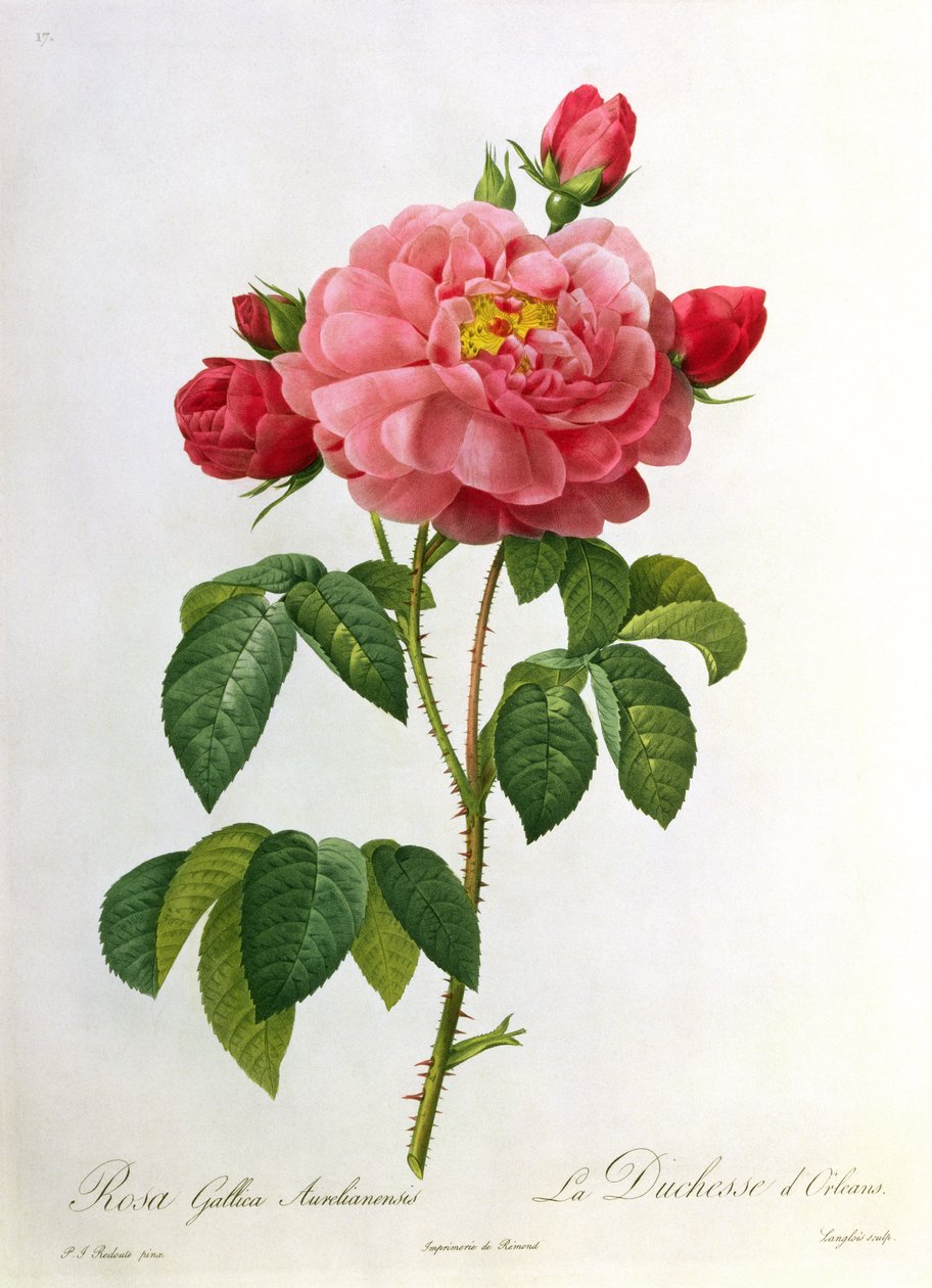 Rosa Gallica Aurelianensis, gravert av Eustache Hyacinthe Langlois (1777-1837) av Pierre Joseph Redouté