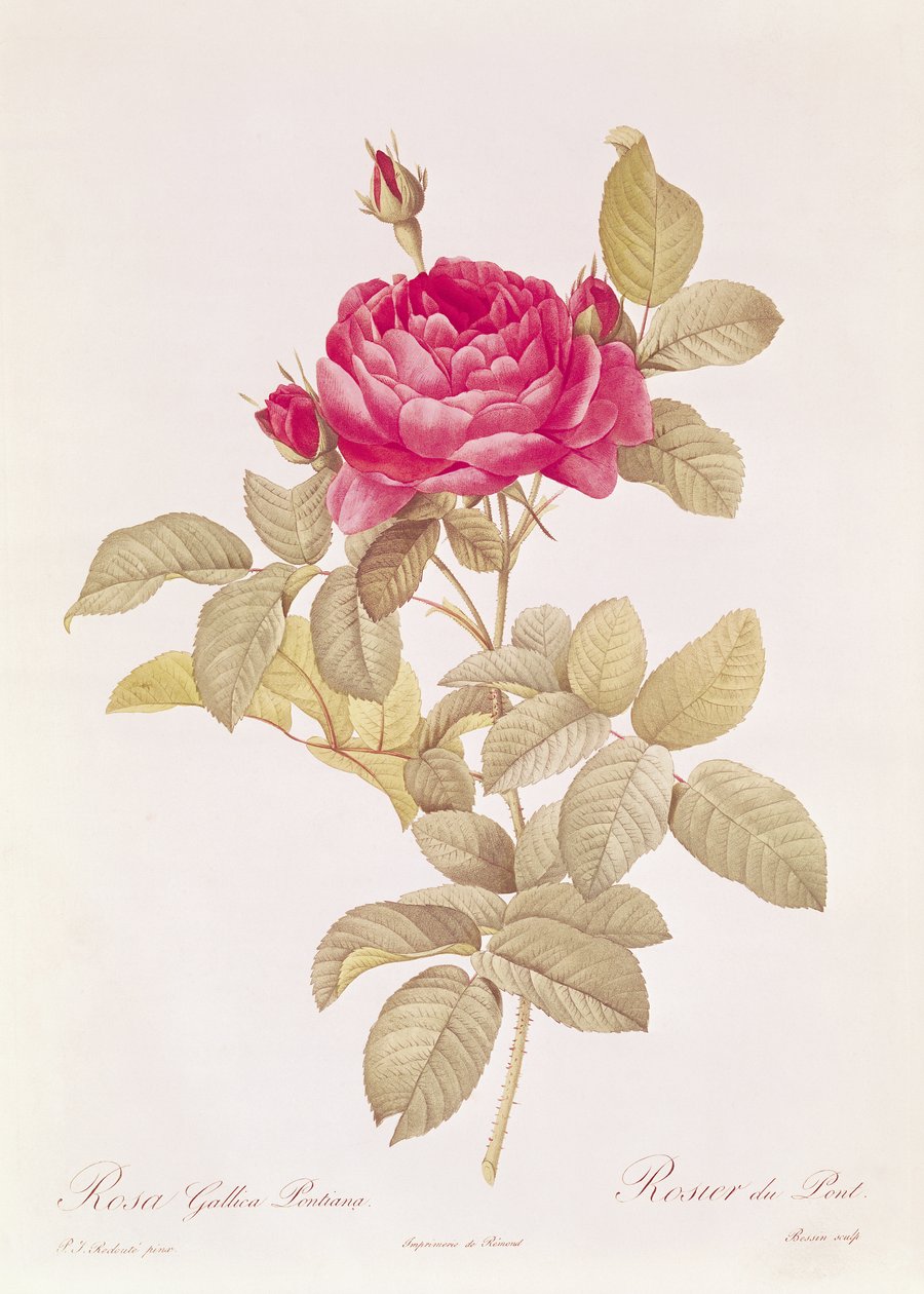 Rosa Gallica Pontiana, fra 