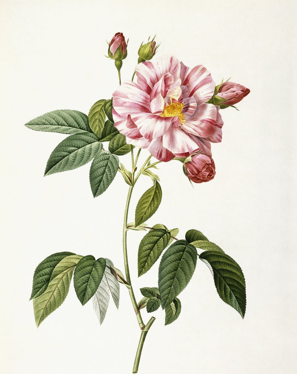 Rose Gallica Versicolor av Pierre Joseph Redouté