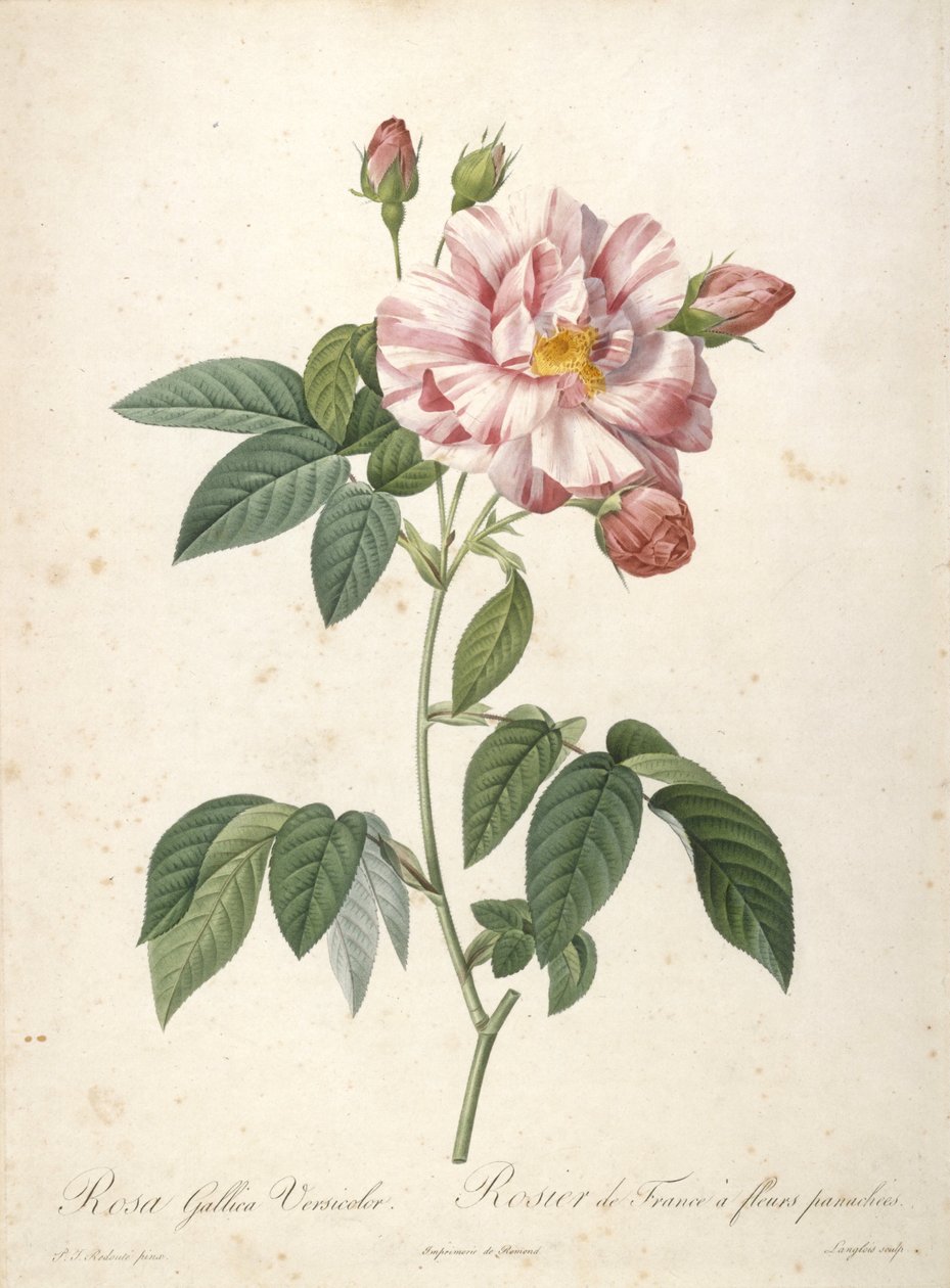 Rosa Gallica Versicolor, Rosier de France a fleurs panachees, fra Les Roses, 1817-24 (håndfarget stiplegravering) av Pierre Joseph Redouté