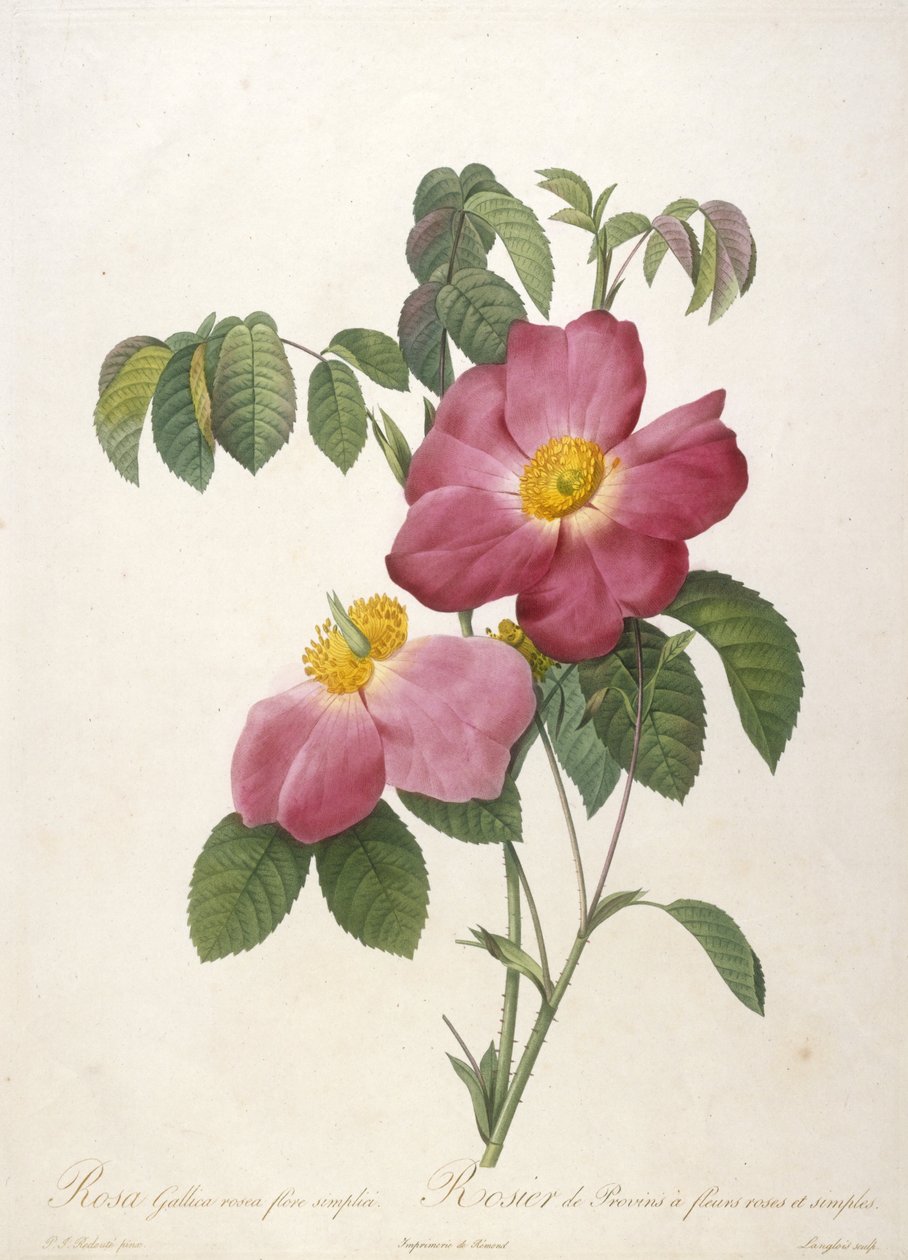 Rosa Gallica rosea flore simplici, Rosier de Provins a fleurs roses et simples, fra La Couronne Des Roses, 1817-24 (håndfarget stiplegravering) av Pierre Joseph Redouté