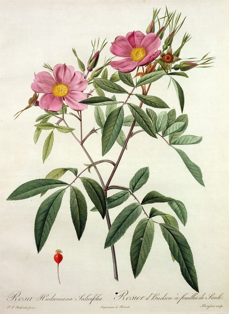 Rosa Hudsoniana Salicifolia, gravert av Langlois, utgitt av Remond av Pierre Joseph Redouté