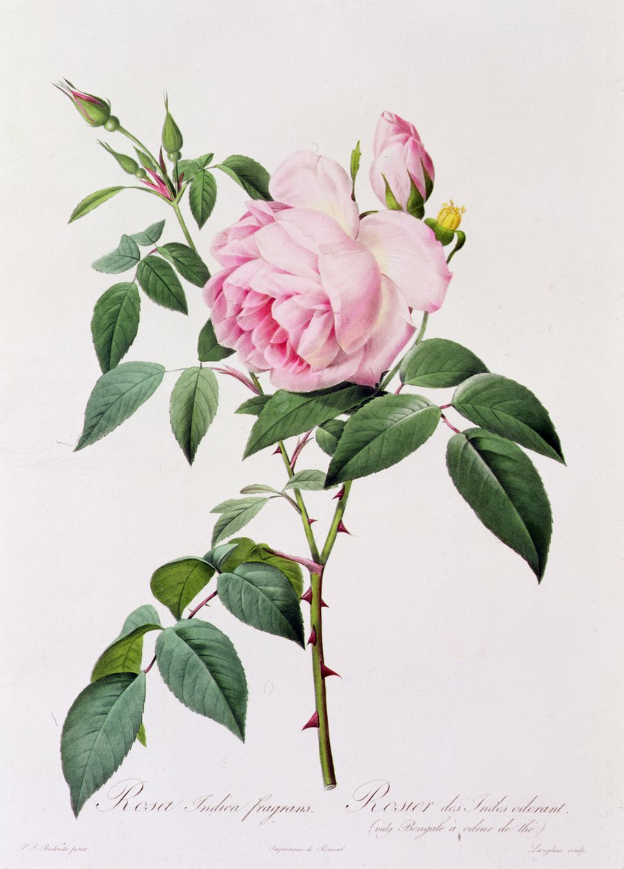 Rosa Indica Fragans (farget gravering) av Pierre Joseph Redouté