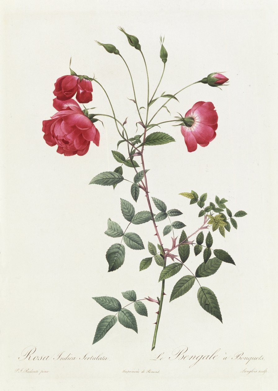 Rosa Indica Sertulata av Pierre Joseph Redouté