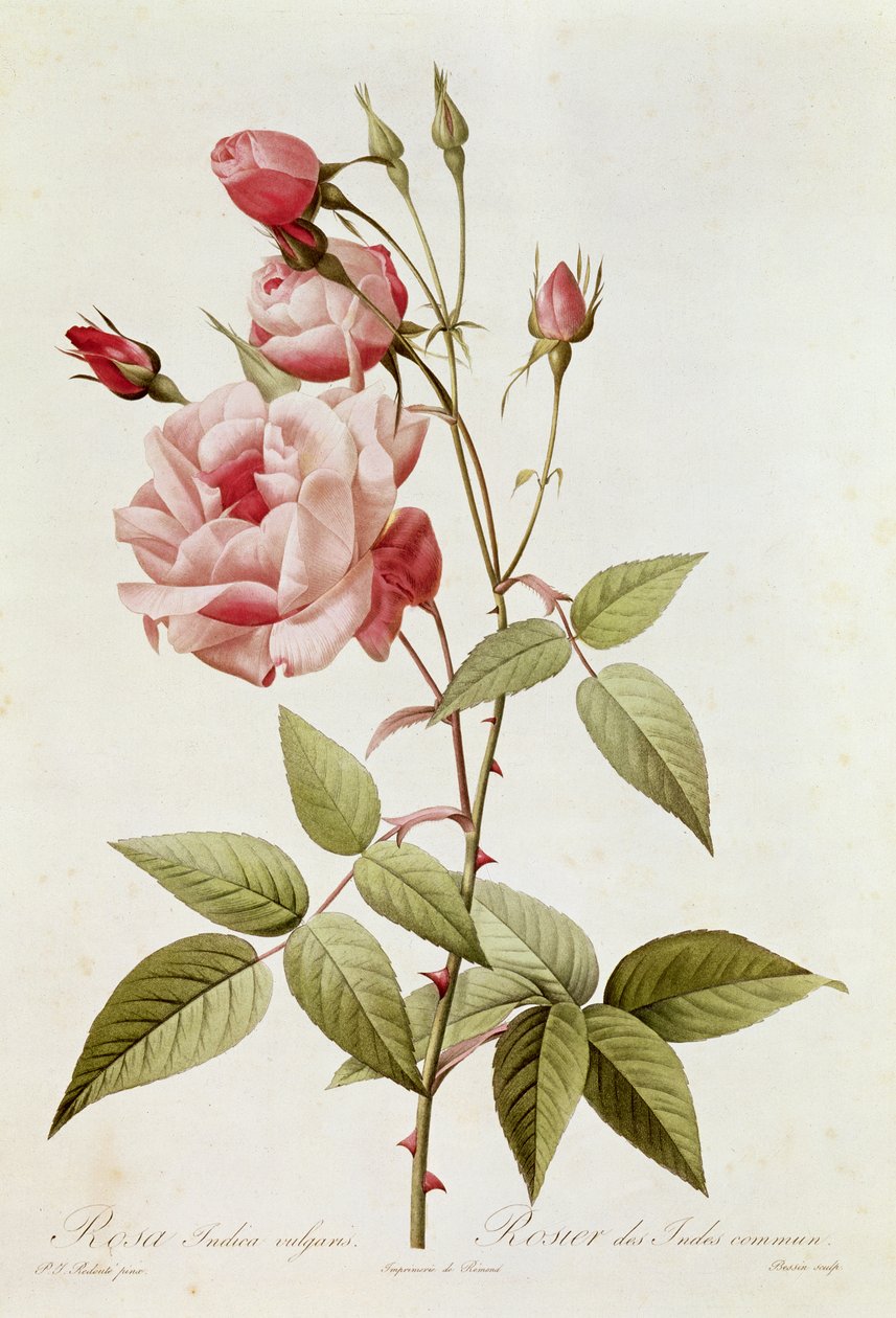 Rosa Indica Vulgaris, fra 