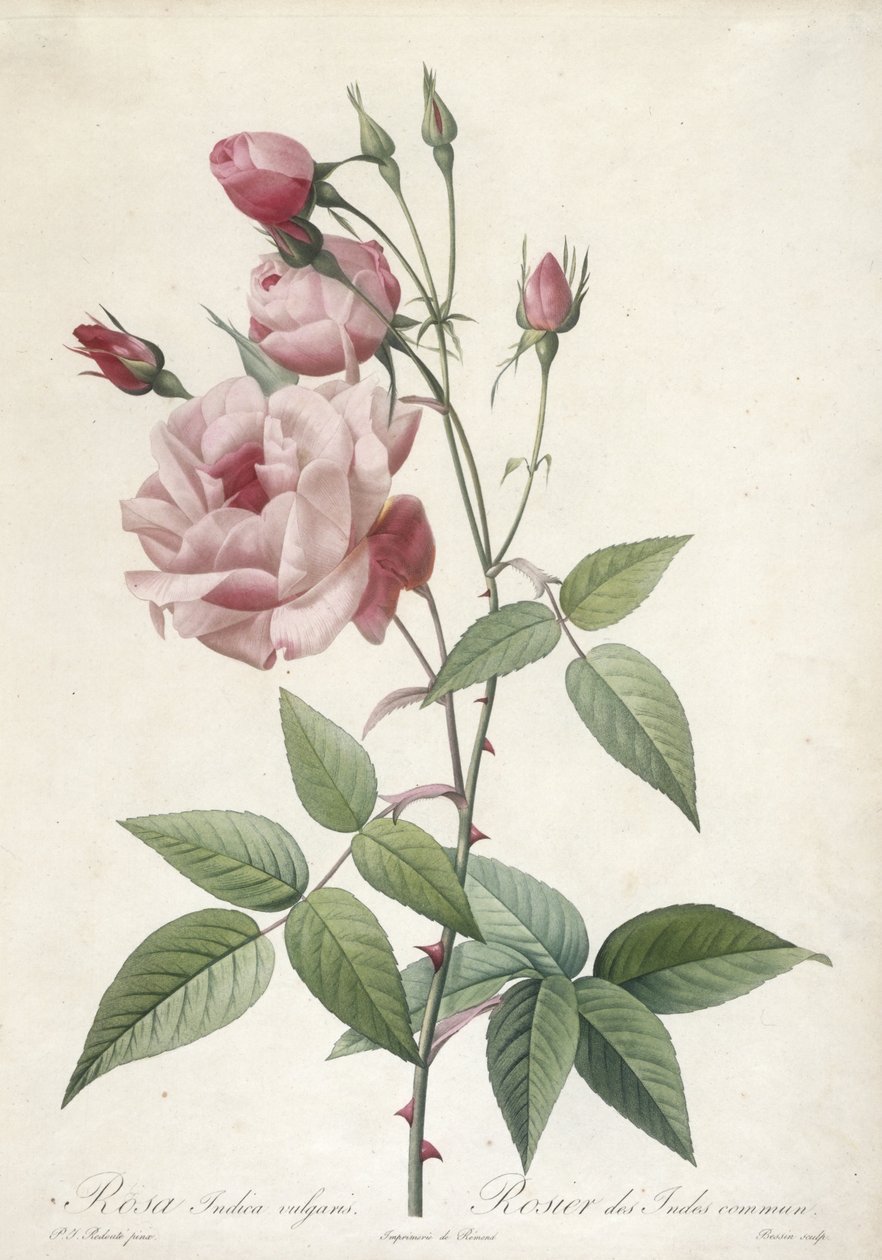 Rosa Indica vulgaris, vanlig indisk rose, fra Les Roses, 1817-24 (håndfarget stiplegravering) av Pierre Joseph Redouté