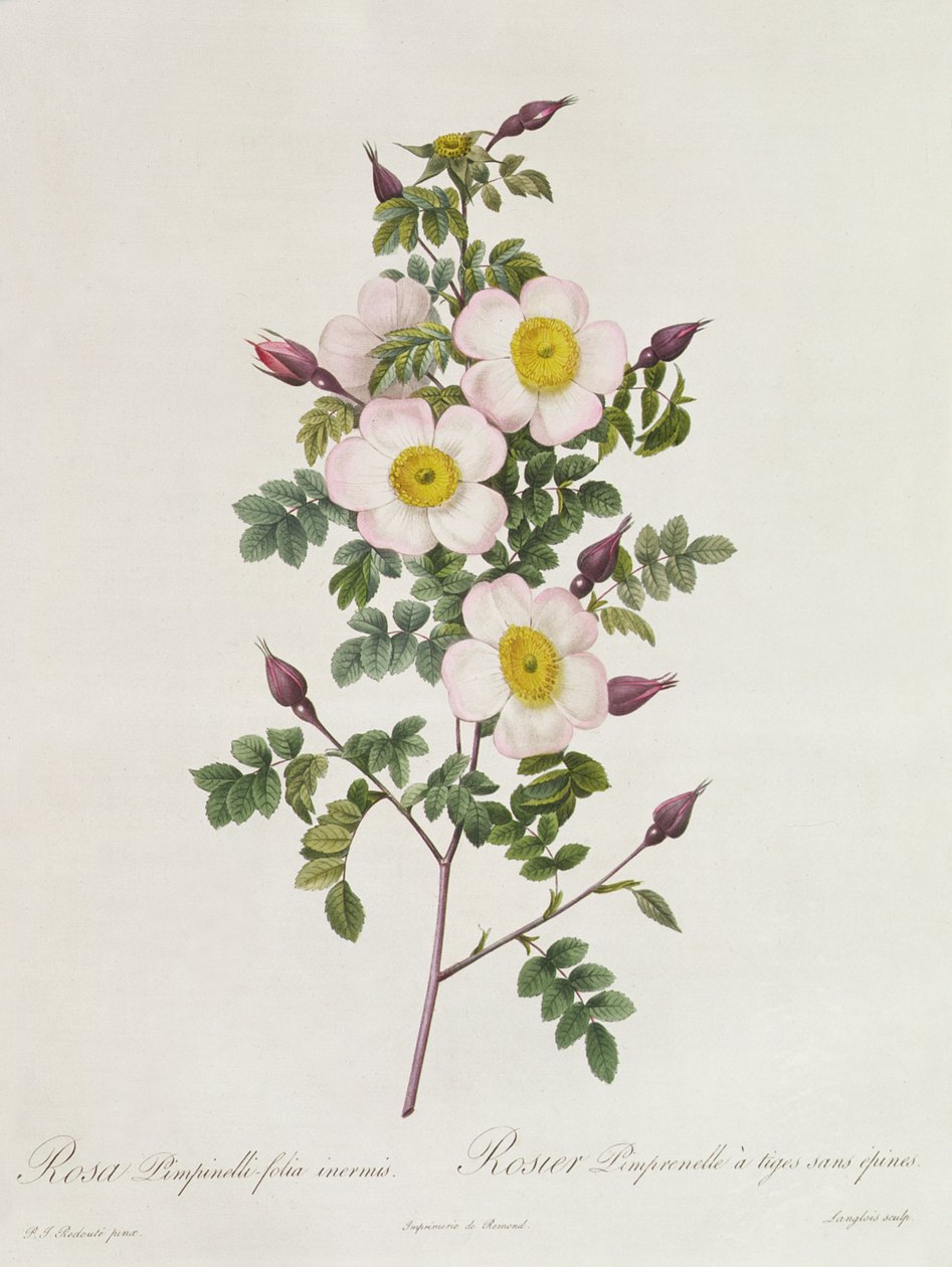 Rosa Pimpinelli-Folia Inermis av Pierre Joseph Redouté