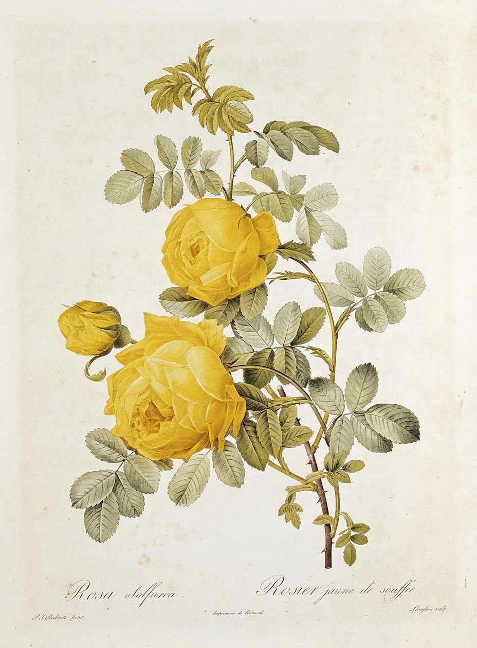 Rosa Sulfurea (Yellow Rose) fra 'Les Roses' av Claude Antoine Thory (1757-1827) gravert av Eustache Hyacinthe Langlois (1777-1837) 1817 av Pierre Joseph Redouté