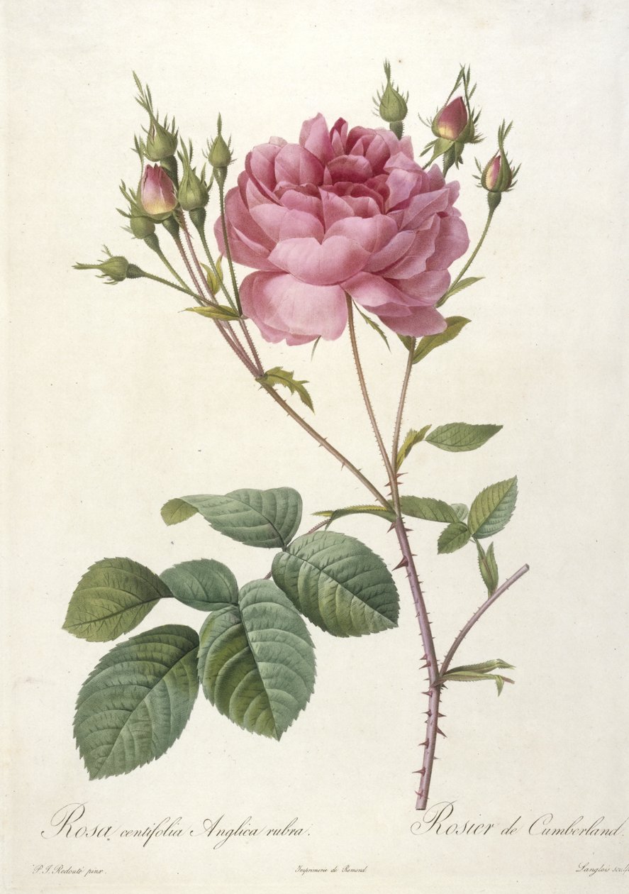 Rosa centifolia Anglica rubra, Rosier de Cumberland, fra Les Roses, 1817-24 (håndfarget stiplegravering) av Pierre Joseph Redouté
