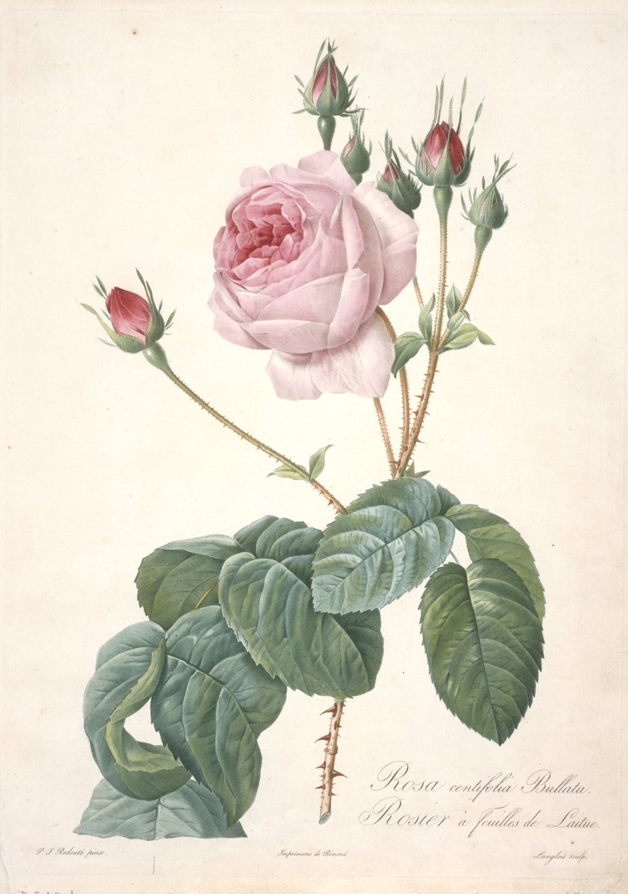 Rosa centifolia Bullata, Rosebush med salatblader, fra Les Roses, 1817-24 (håndfarget stiplegravering) av Pierre Joseph Redouté