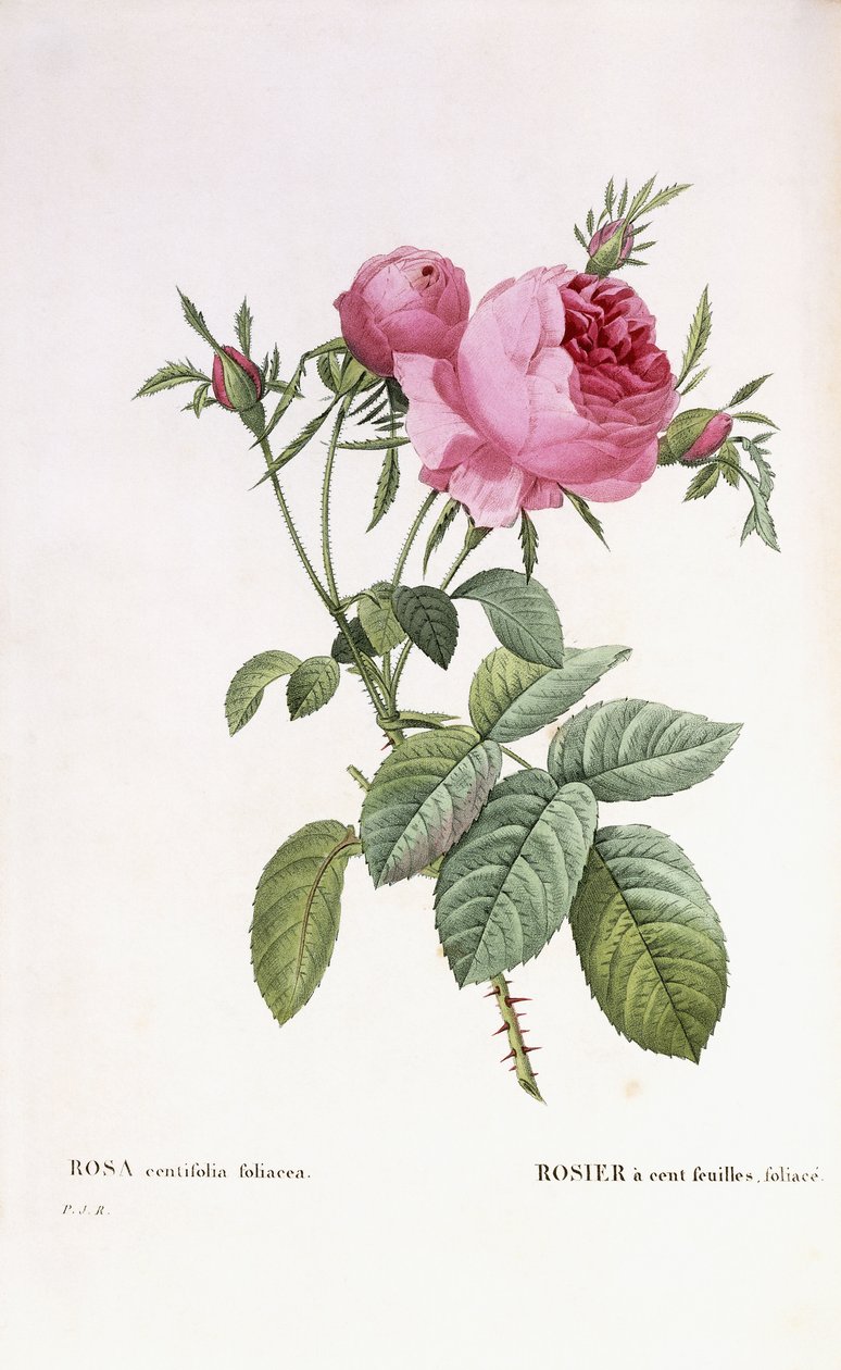 Rosa centifolia foliacea av Pierre Joseph Redouté