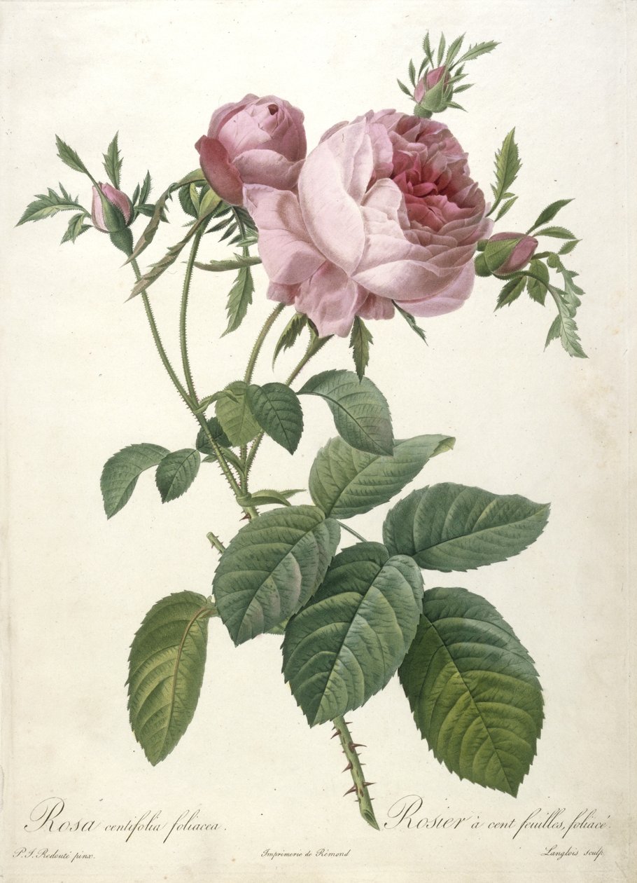 Rosa centifolia foliacea, Rosier a cent feuilles, foliace, fra Les Roses, 1817-24 (håndfarget stiplegravering) av Pierre Joseph Redouté