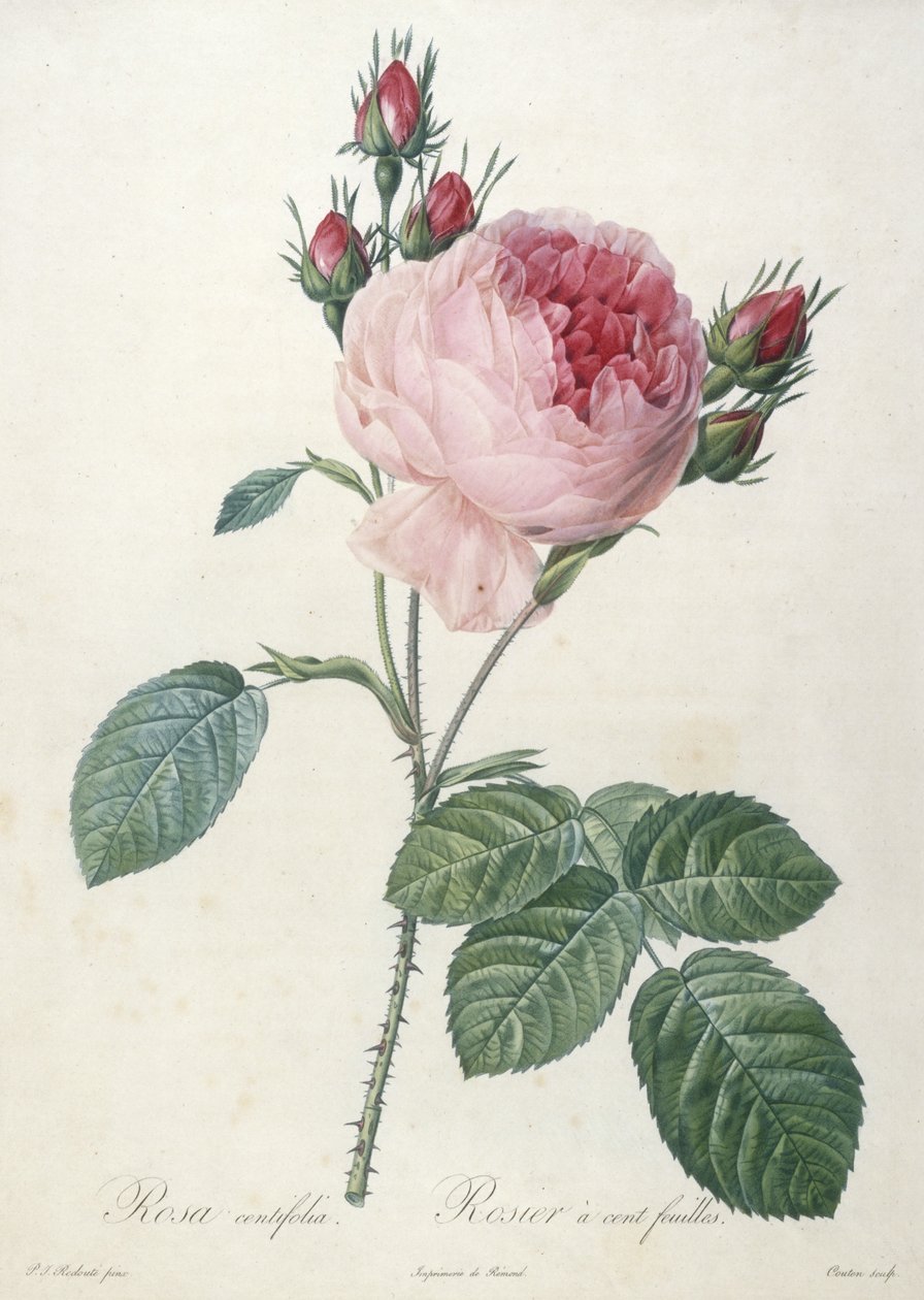 Rosa centifolia, Rosier a cent-feuilles, fra Les Roses, 1817-24 (håndfarget stiplegravering) av Pierre Joseph Redouté