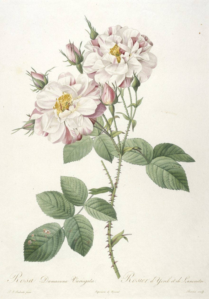 Rosa damascena variegata, Rose of York og Lancaster, fra La Couronne des Roses, 1817-24 (håndfarget stiplegravering) av Pierre Joseph Redouté