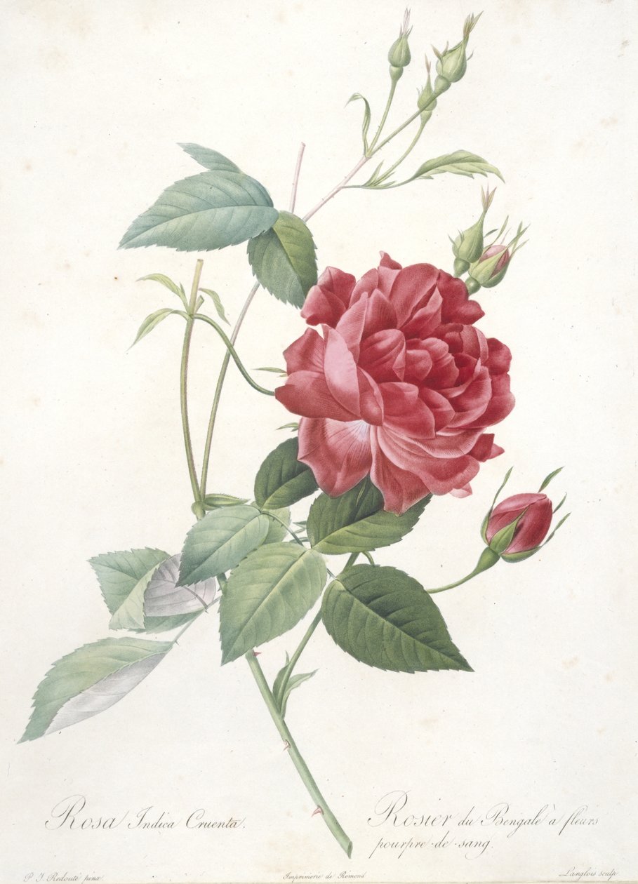 Rosa indica cruenta, bengalrose med blodlilla blomster, fra Les Roses, 1817-24 (håndfarget stiplegravering) av Pierre Joseph Redouté