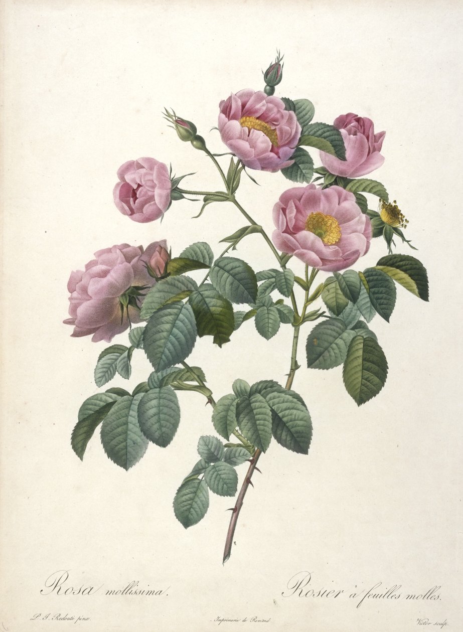 Rosa mollissima, myk rose, fra Les Roses, 1817-24 (håndfarget stiplegravering) av Pierre Joseph Redouté