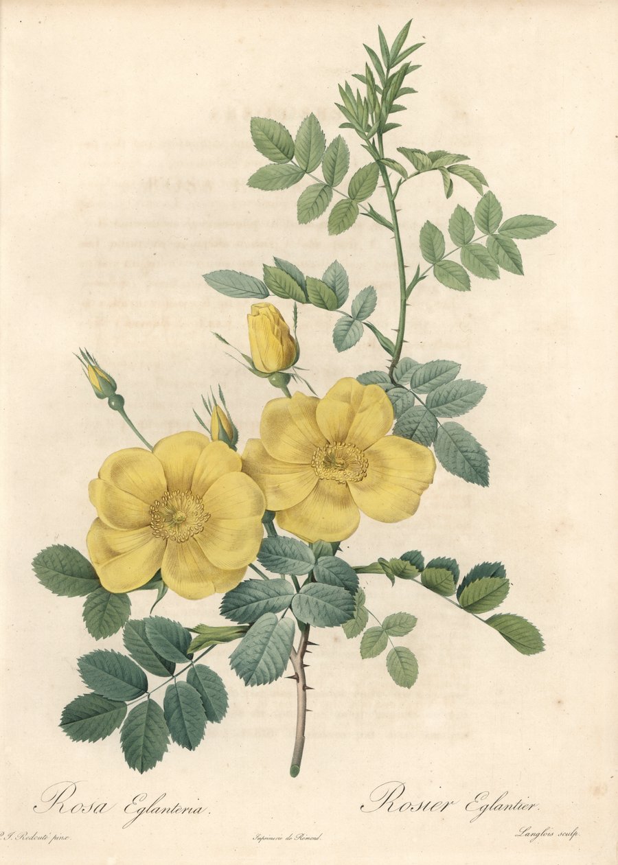 Rosa rubigineux med gule roser (Rosa rubiginosa) - Eau forte de Langlois, basert på en illustrasjon av Pierre Joseph Redoute (1759-1840), fra Les Roses av Pierre Joseph Redouté