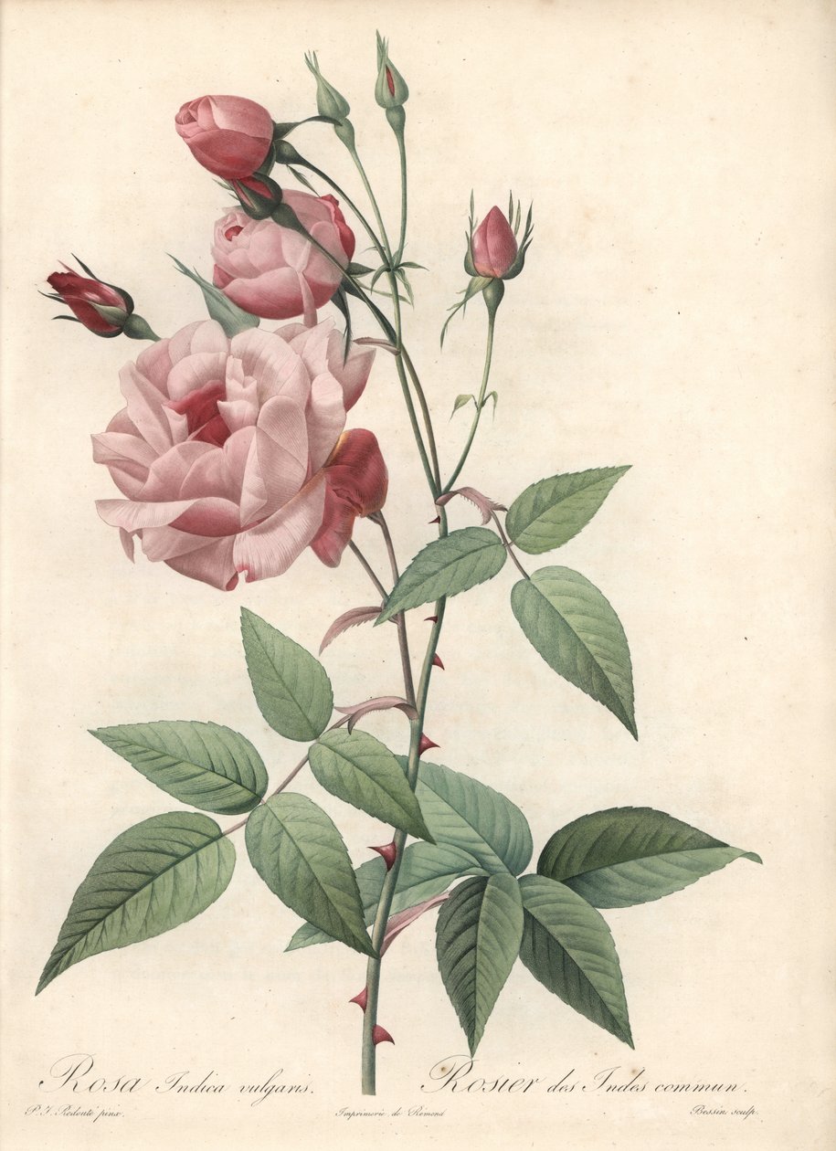 Rose Bengal Rose - Eau forte de Bessin, basert på en illustrasjon av Pierre Joseph Redoute (1759-1840), fra Les Roses av Pierre Joseph Redouté