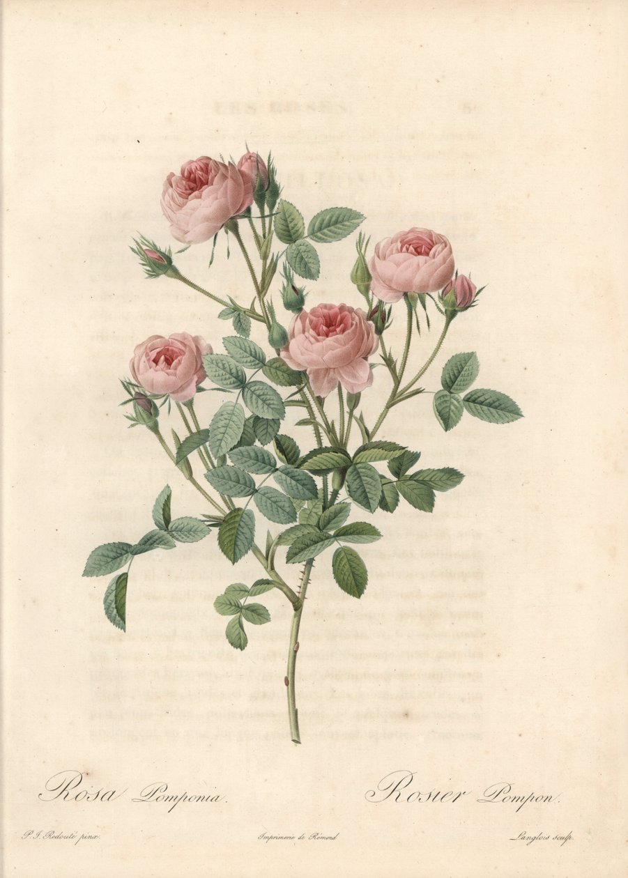 Rose de Meaux med rosa blomster - Etsning av Langlois, basert på en illustrasjon av Pierre Joseph Redoute (1759-1840), fra Les Roses av Pierre Joseph Redouté