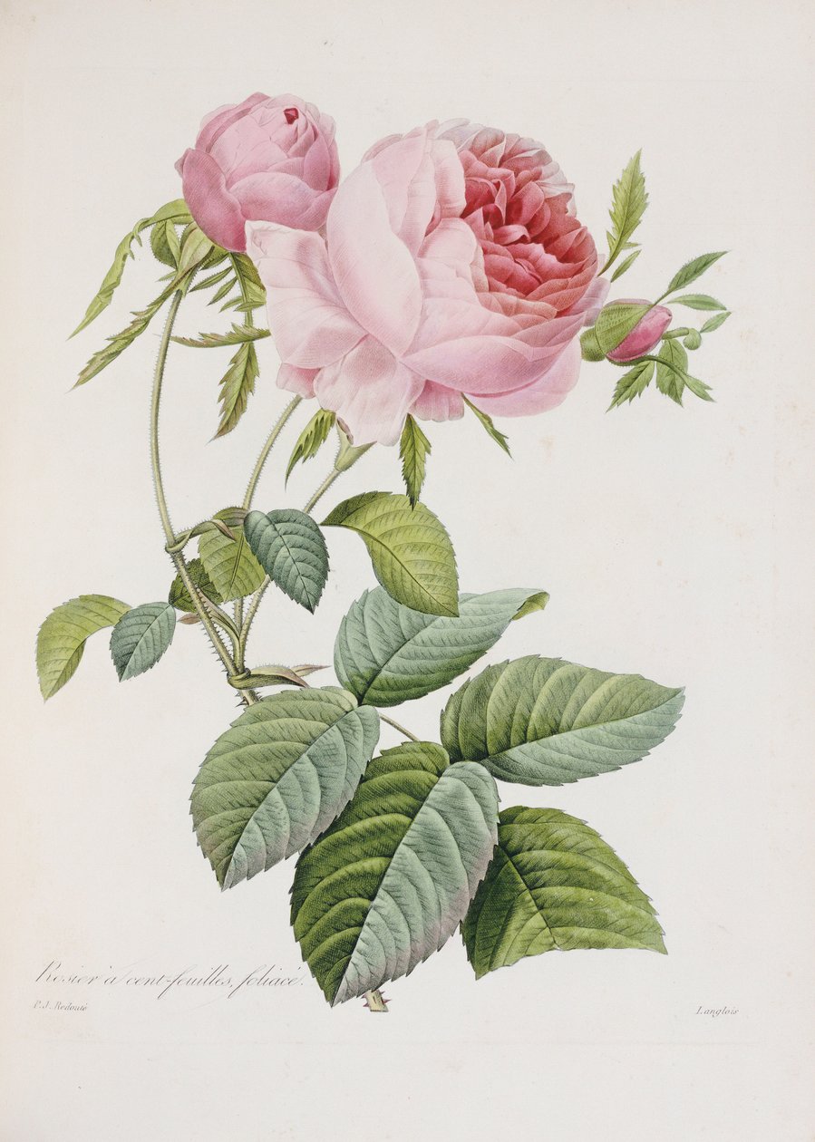 Rose, gravert av Eustache Hyacinthe Langlois av Pierre Joseph Redouté