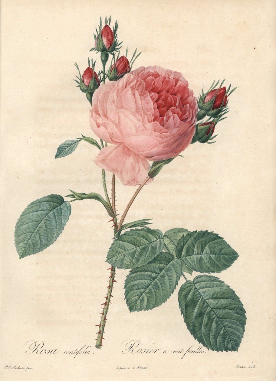 Rose hundre blader (ett hundre blader) - Eau forte av Charlin, basert på en illustrasjon av Pierre Joseph Redoute (1759-1840), fra Les Roses av Pierre Joseph Redouté