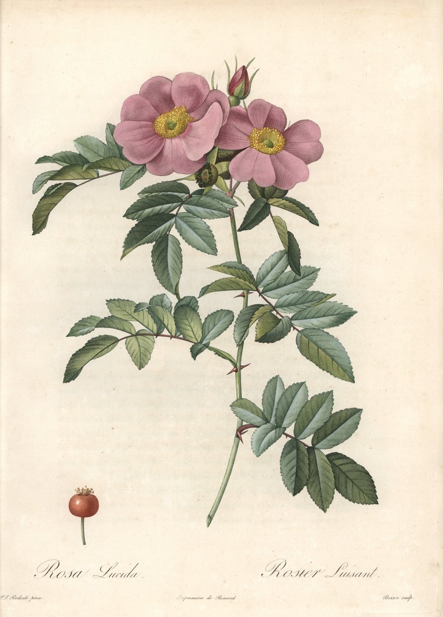 Rose of Virginia, med rosa blomster - Eau forte de Bessin, basert på en illustrasjon av Pierre Joseph Redoute (1759-1840), fra Les Roses av Pierre Joseph Redouté