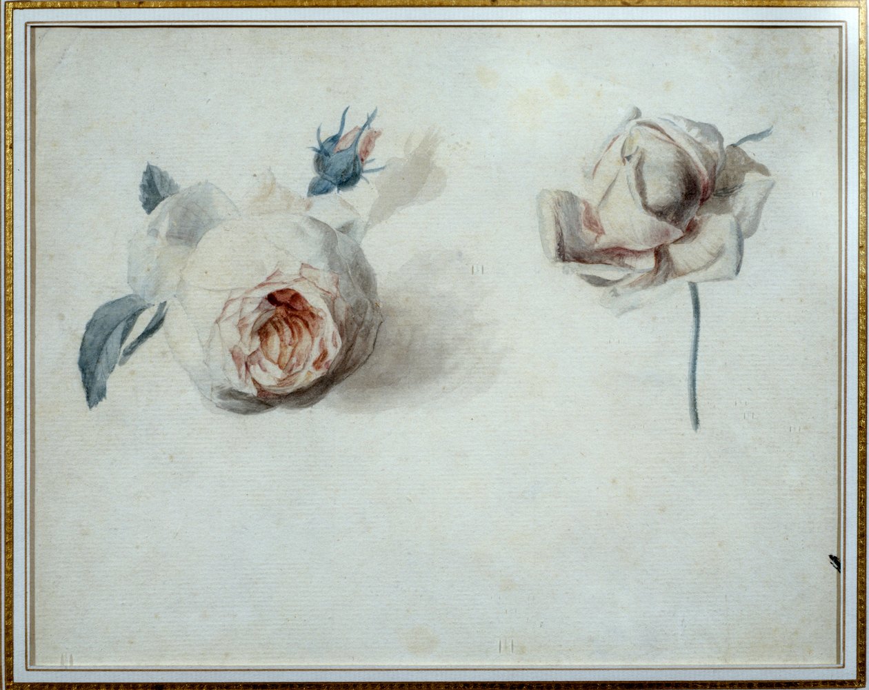 Rosestudie Akvarell av Pierre Joseph Redoute (1759-1840) Malmaison fra 1800-tallet, slottsmuseum. av Pierre Joseph Redouté