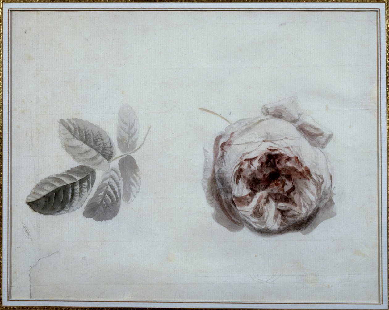Rosestudie Akvarell av Pierre Joseph Redoute (1759-1840) Malmaison fra 1800-tallet, slottsmuseum. av Pierre Joseph Redouté