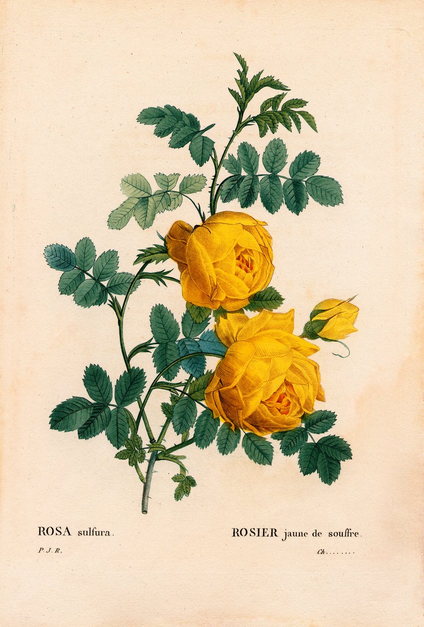 Rose svovel, Rosa hemisphaerica, gul rose svovel. Håndfarget prikkete kobberstikk fra Pierre Joseph Redoutes "" Les Roses,"" Paris av Pierre Joseph Redouté