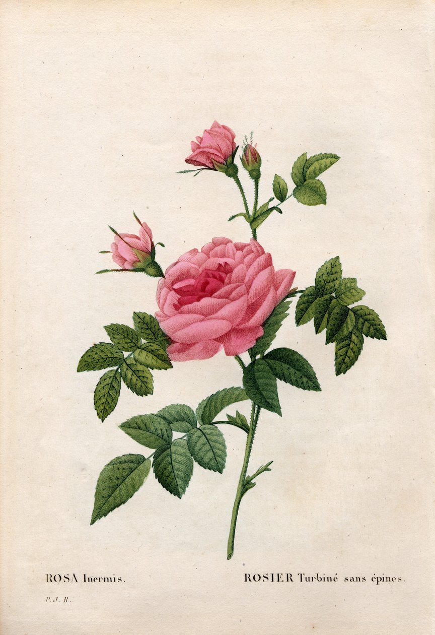 Rose uten torn, Rosa francofurtana variant, Rosier turbin sans torn. Håndfarget prikkete kobberstikk fra Pierre Joseph Redoutes "" Les Roses,"" Paris av Pierre Joseph Redouté