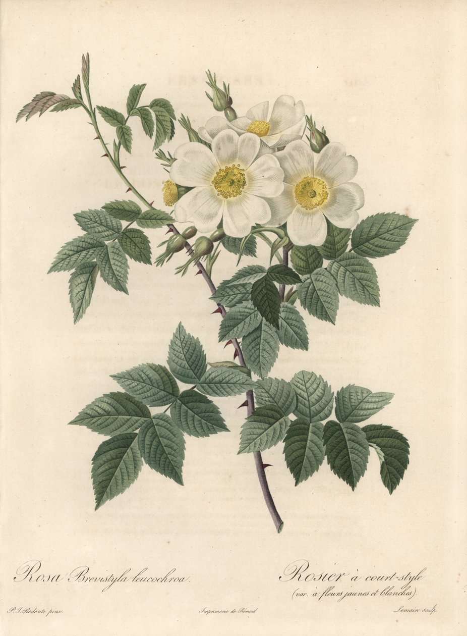 Rosier en kort stil, variant med gule og hvite blomster - Eau forte av Langlois Charlin, fra en illustrasjon av Pierre Joseph Redoute (1759-1840), utdrag fra Les Roses av Pierre Joseph Redouté