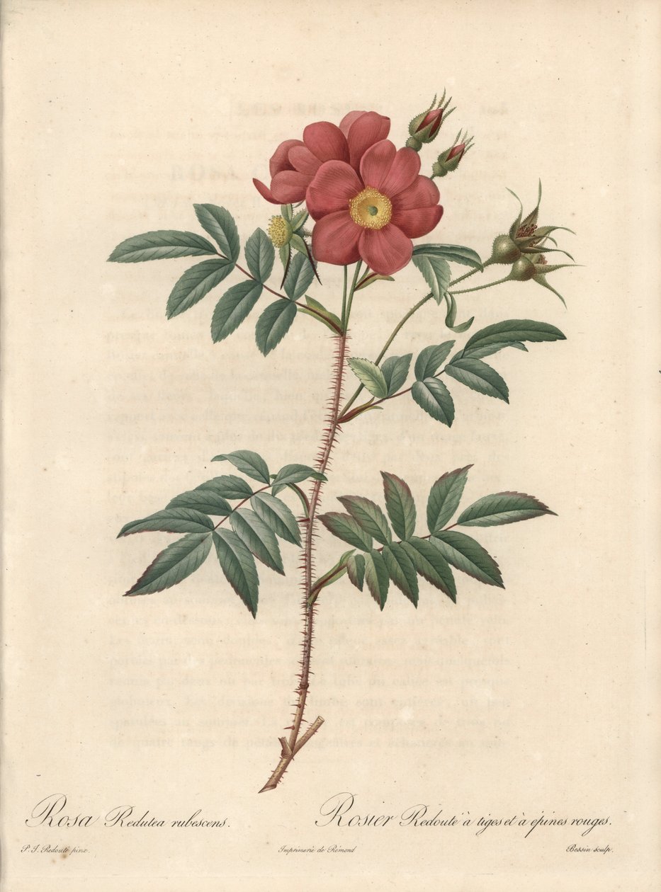 Brilliant Rose - Eau forte de Bessin, basert på en illustrasjon av Pierre Joseph Redoute (1759-1840), fra Les Roses av Pierre Joseph Redouté