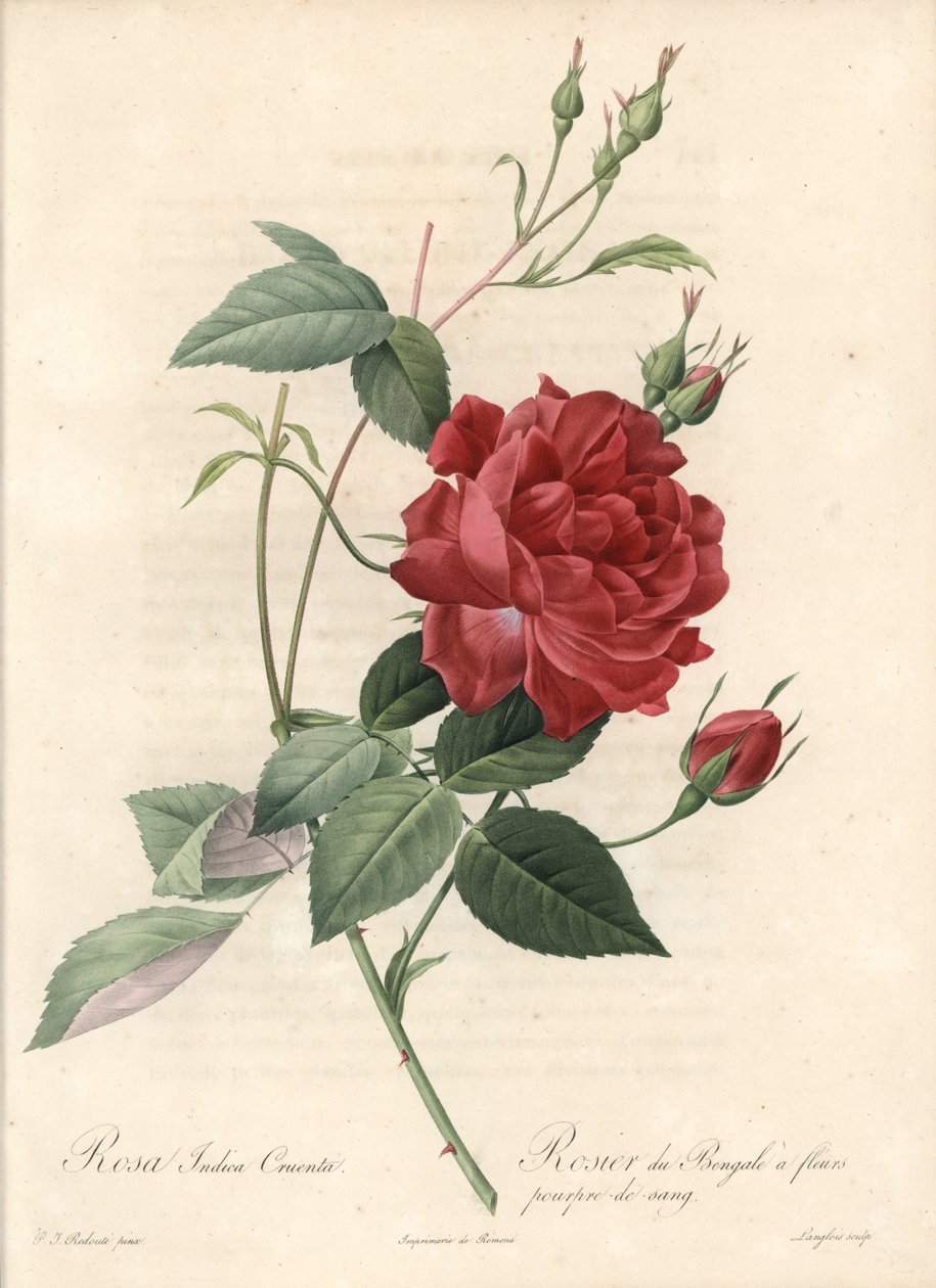 Chinese Rose - Eau forte de Langlois, basert på en illustrasjon av Pierre Joseph Redoute (1759-1840), fra Les Roses av Pierre Joseph Redouté