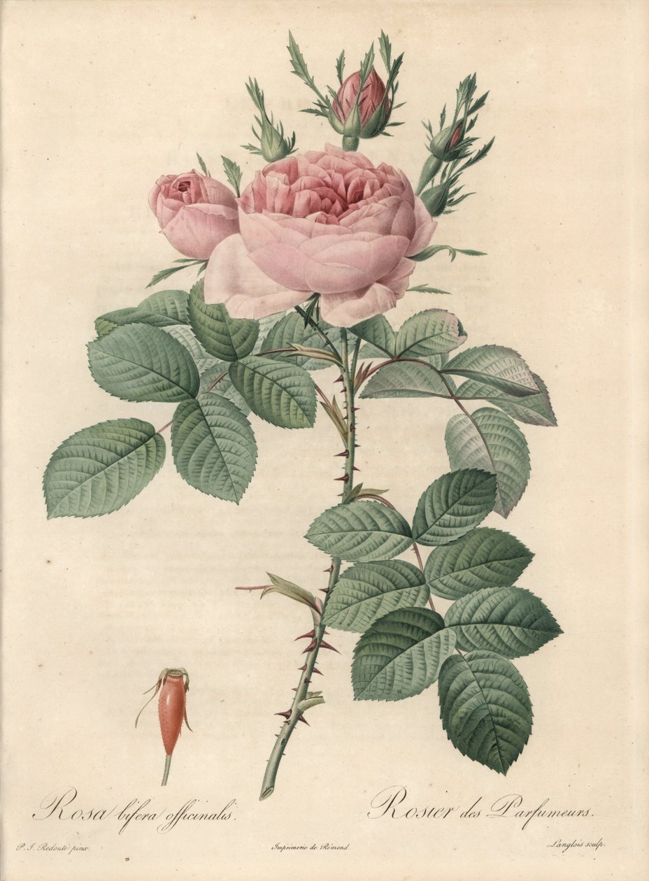 Damascus Rose - Eau forte de Langlois, basert på en illustrasjon av Pierre Joseph Redoute (1759-1840), fra Les Roses av Pierre Joseph Redouté