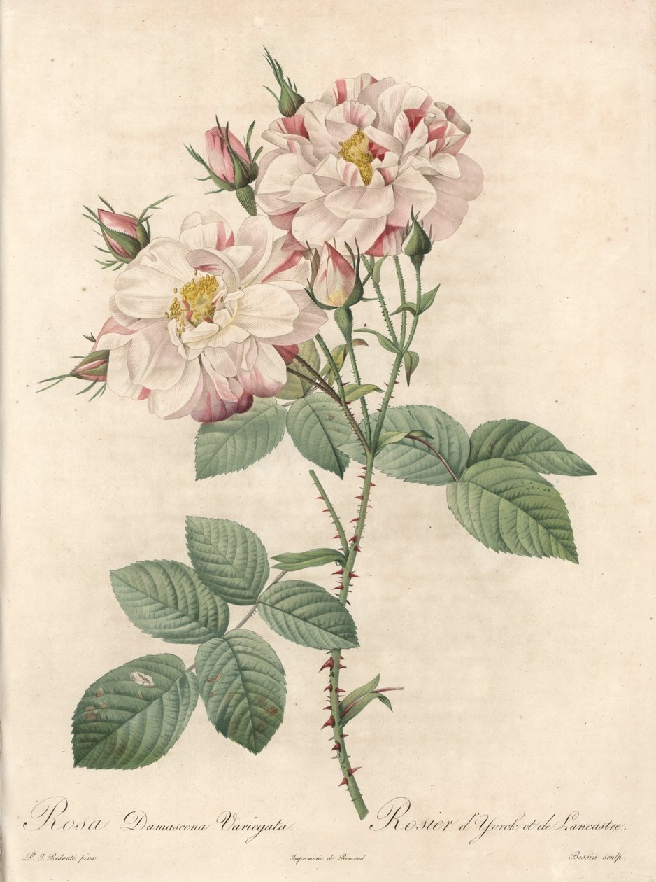 Damaskus rose, York og Lancaster variant - Etsning av Bessin, fra en illustrasjon av Pierre Joseph Redoute (1759-1840), fra Les Roses av Pierre Joseph Redouté