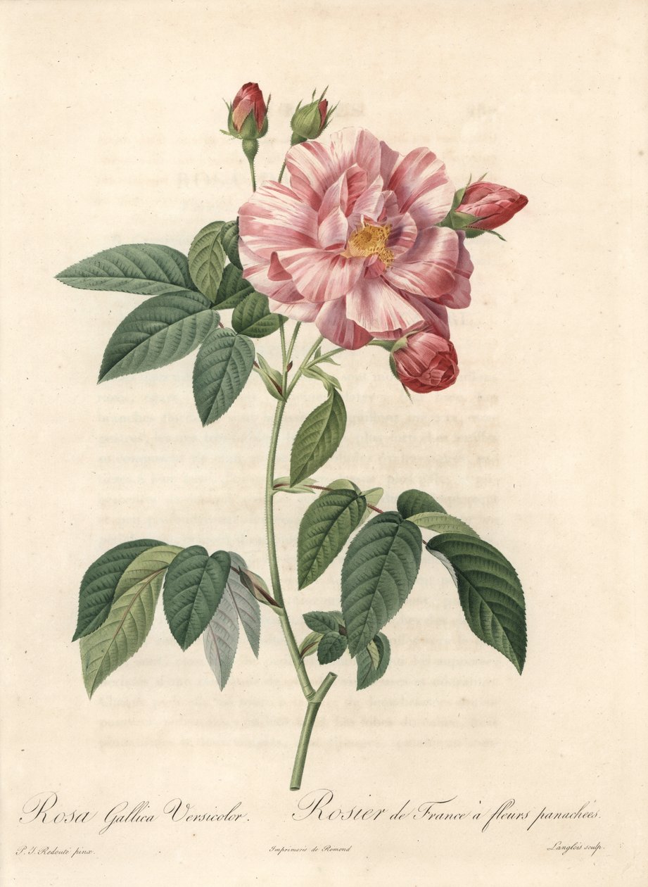 Rose of France eller rose of Provins, variant versicolor - Etching of Langlois, fra en illustrasjon av Pierre Joseph Redoute (1759-1840), utdrag fra Les Roses av Pierre Joseph Redouté