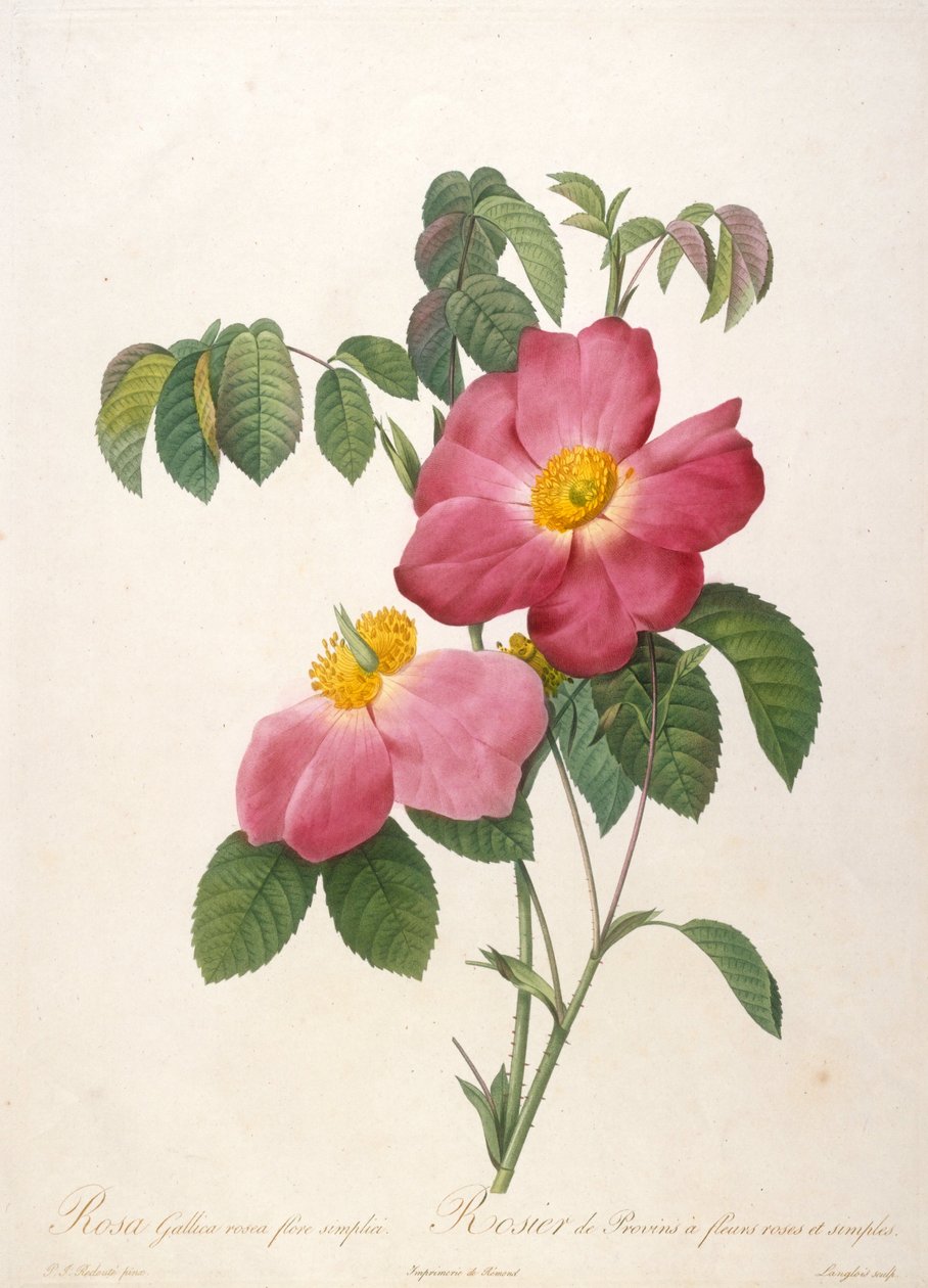 Rosebusk fra Provinsi fra La Couronne de roses, 1817-1824. av Pierre Joseph Redouté