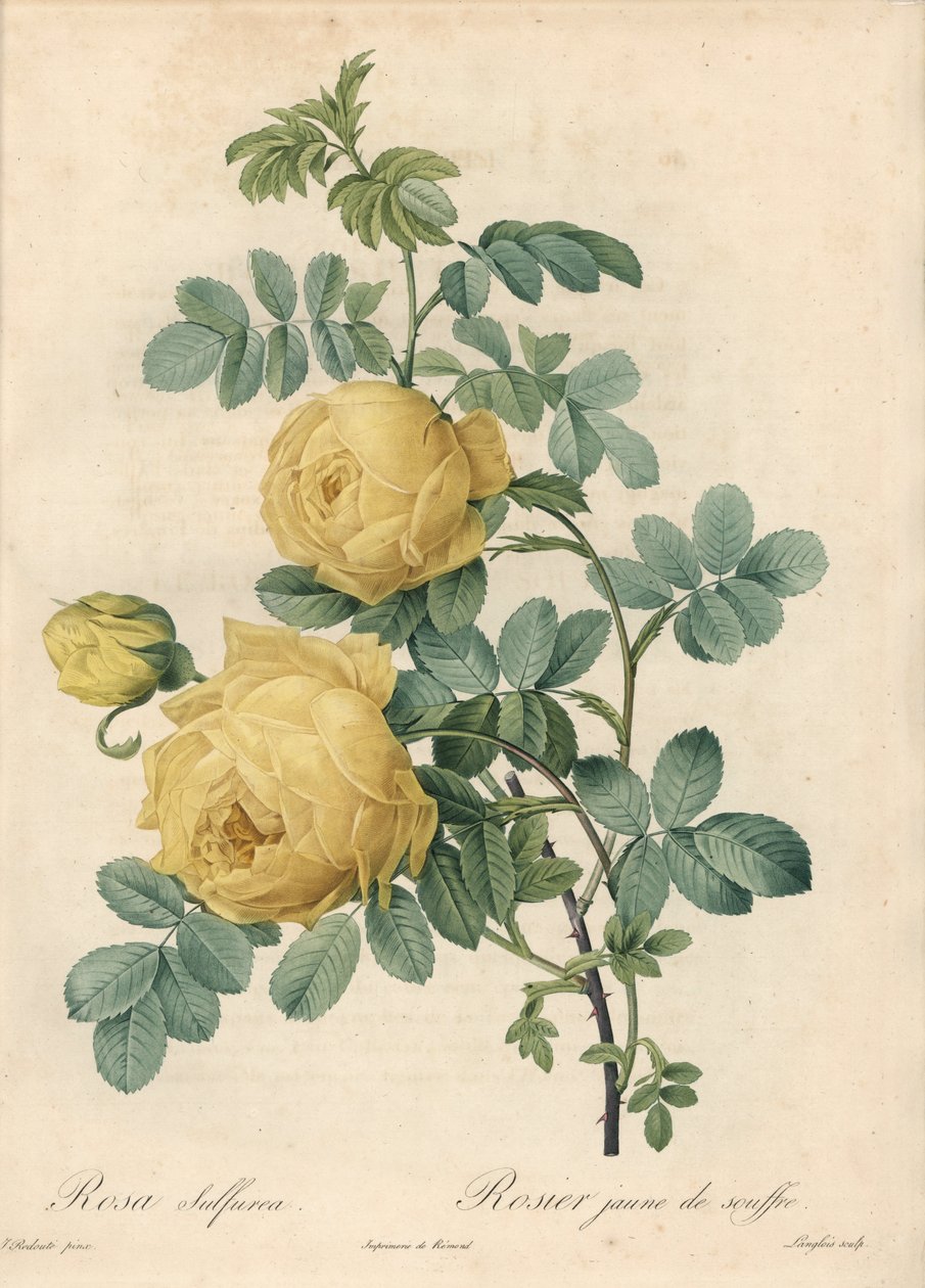 Rosier des Turks - Eau forte de Langlois, basert på en illustrasjon av Pierre Joseph Redoute (1759-1840), fra Les Roses av Pierre Joseph Redouté
