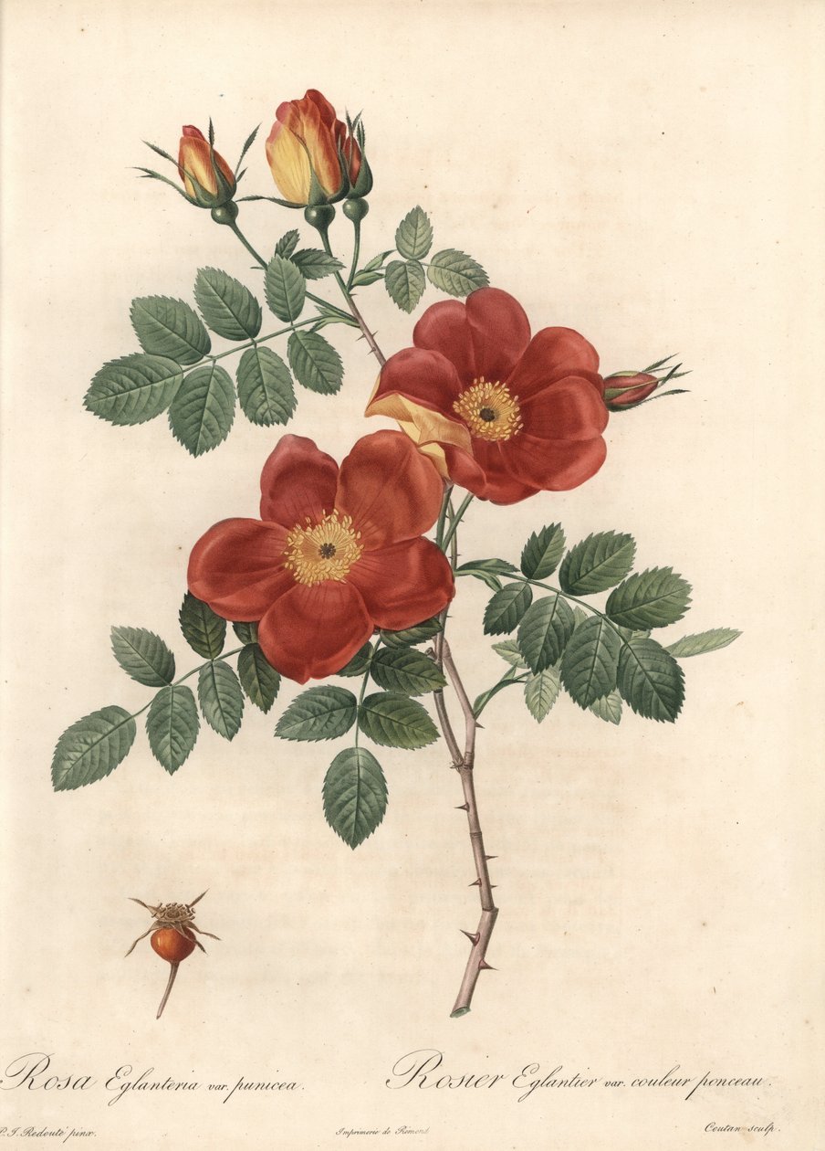 Rosier fetide eller bramble of Austria - Eau forte de Coutan, basert på en illustrasjon av Pierre Joseph Redoute (1759-1840), fra Les Roses av Pierre Joseph Redouté