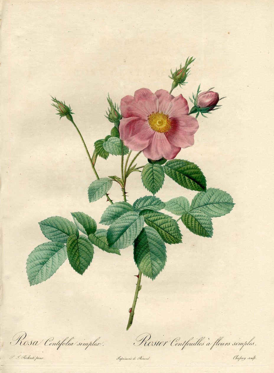 Rosier hundre blader med enkle blomster - Eau forte de Chapuy, fra en illustrasjon av Pierre Joseph Redoute (1759-1840), fra Les Roses av Pierre Joseph Redouté