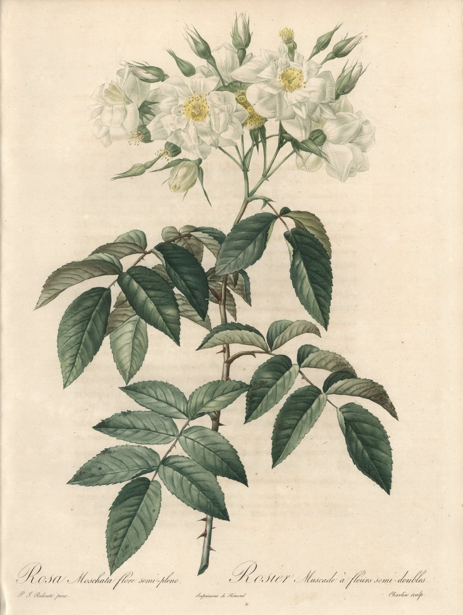 Moskusrose, med doble blomster - Etsning av Charlin, fra en illustrasjon av Pierre Joseph Redoute (1759-1840), utdrag fra Les Roses av Pierre Joseph Redouté