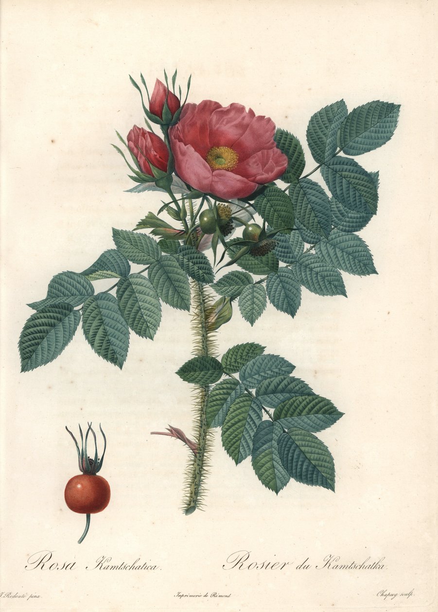 Grov rose eller Kamchatka rose - Eau forte de Chapuy, fra en illustrasjon av Pierre Joseph Redoute (1759-1840), fra Les Roses av Pierre Joseph Redouté