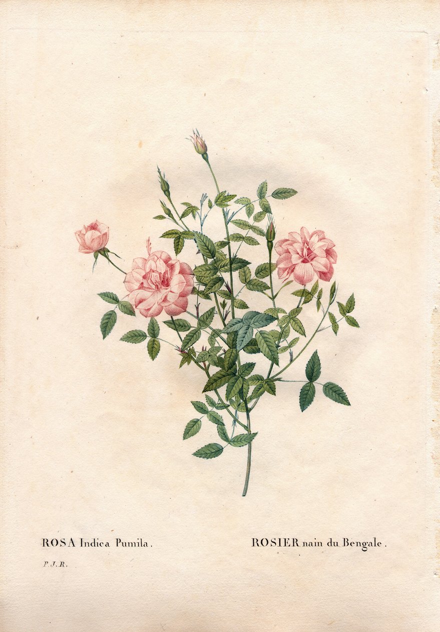 Rouletii rose, Rosa chinensis var. minima Rouletii, Bengal dvergrose. Håndfarget prikkete kobberstikk fra Pierre Joseph Redoutes "" Les Roses,"" Paris av Pierre Joseph Redouté