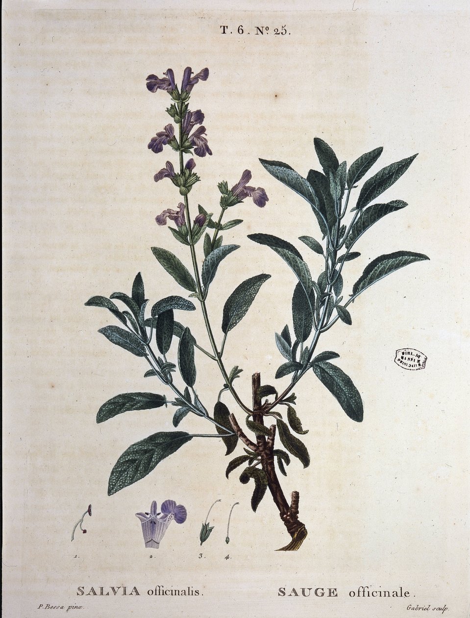 Sage officinalis - i "" New Duhamel eller avhandling om trær og busker som de lengter etter i Frankrike", tegninger av P.J. Redouté og P. Bessa, Paris av Pierre Joseph Redouté