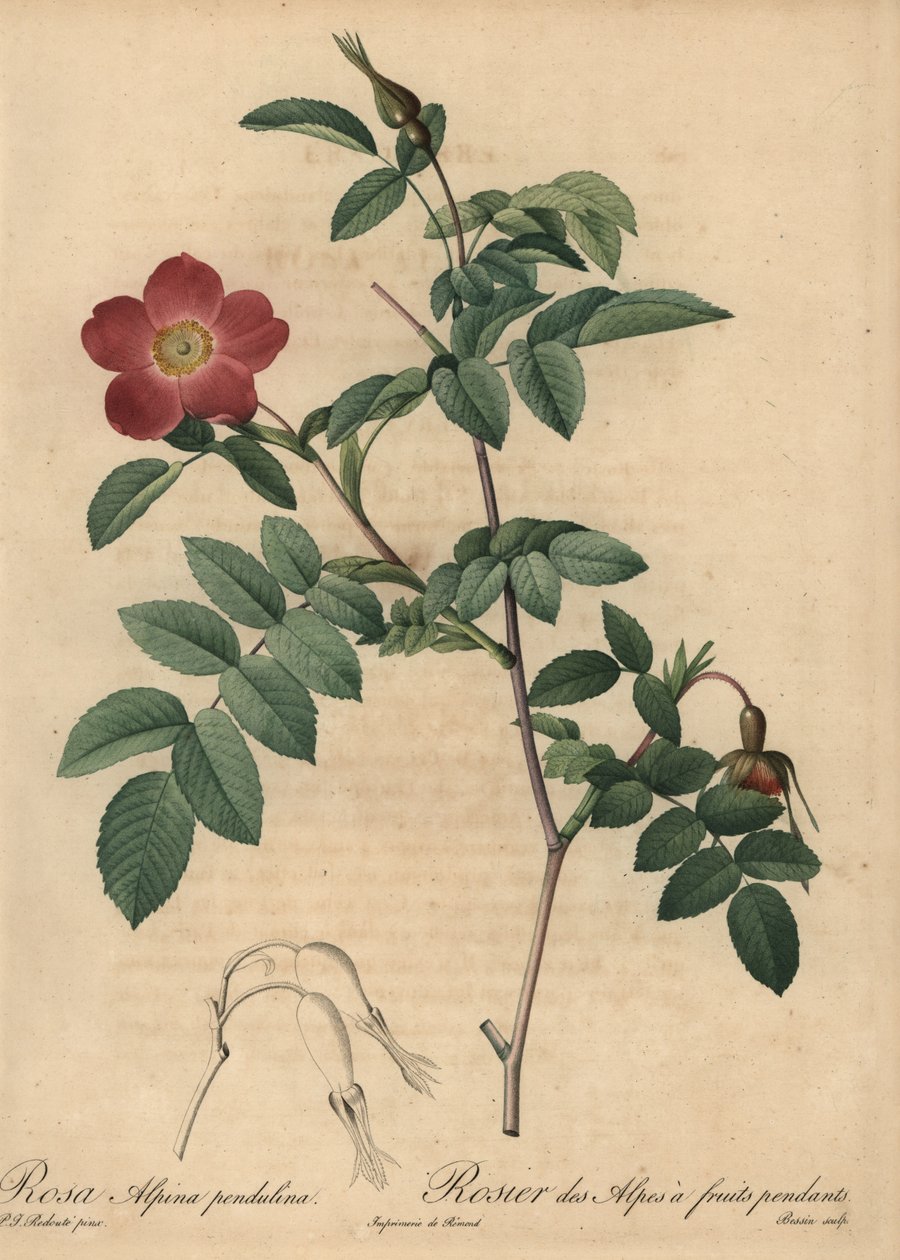 Scarlet alpin rose, Rosa pendulina av Pierre Joseph Redouté